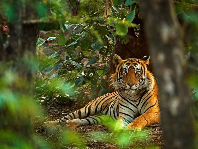 Tiger in India, Trips to India, Tour Package in India, India Vacations Indian Tiger | Trips to India | Tour Package in India | India Vacations