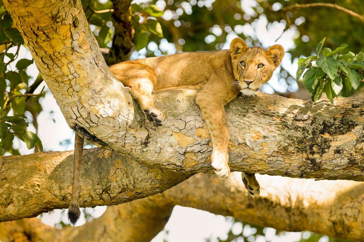Lions, Tanzania Safari Package Lions, Tanzania Safari Package