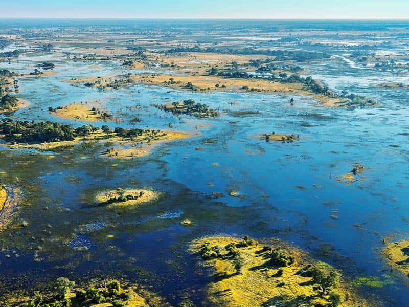 Okovango Grassland