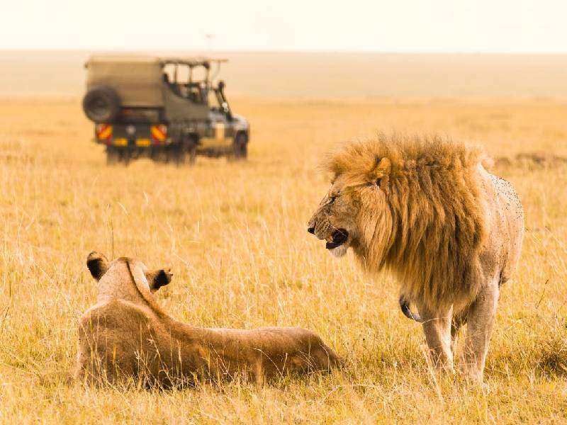 Lions, Tanzania Tour Lions, Tanzania Tour