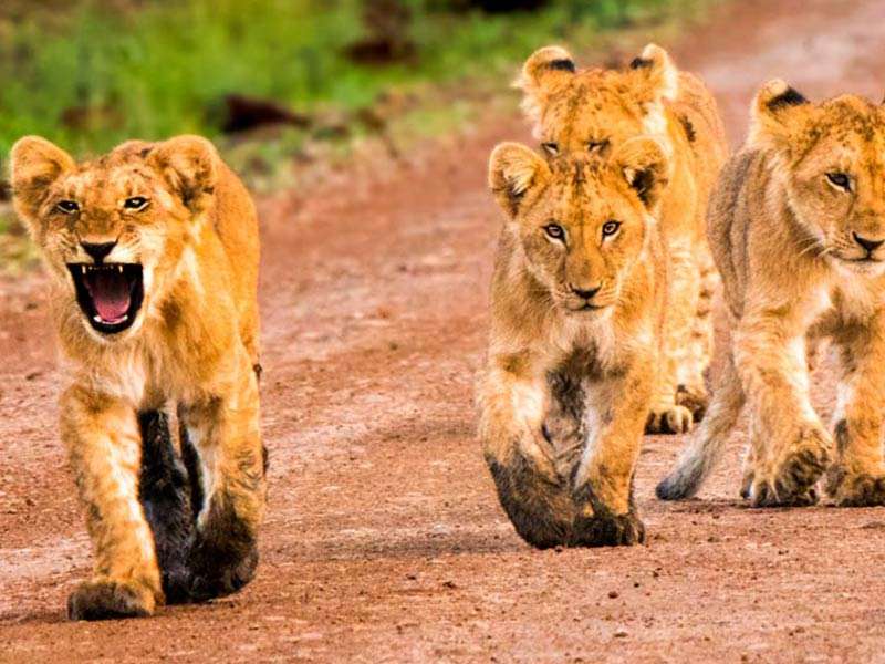 Kenya, Best Kenya Safari Tours Kenya, Best Kenya Safari Tours
