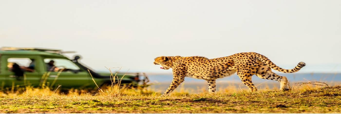 The Terrific Maasai Mara National Park The Terrific Maasai Mara National Park