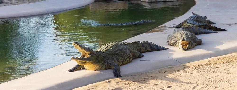 Dubai Crocodile Park, Dubai Trips Dubai Crocodile Park, Dubai Trips