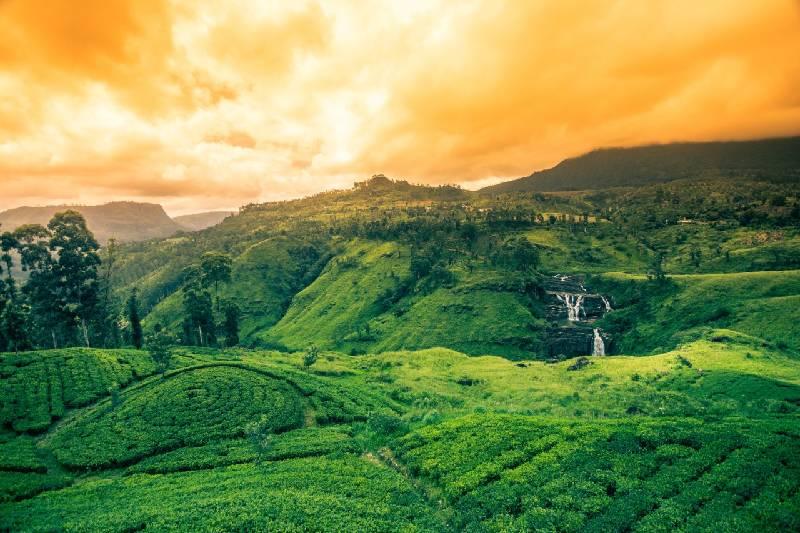 tea farms tea farms
