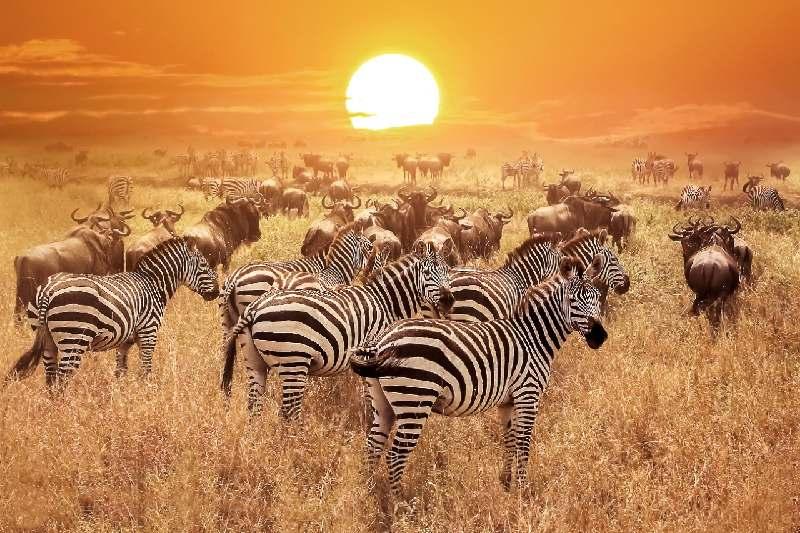 zebra zebra