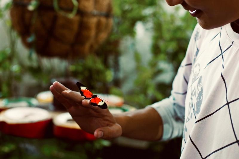 Butterfly Garden, Things To Do in Dubai - TravelVerse Butterfly Garden, Things To Do in Dubai - TravelVerse