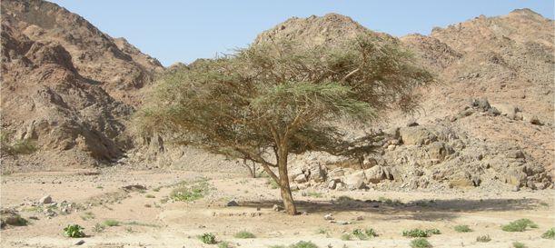 Ras Mohamed Park Ras Mohamed Park