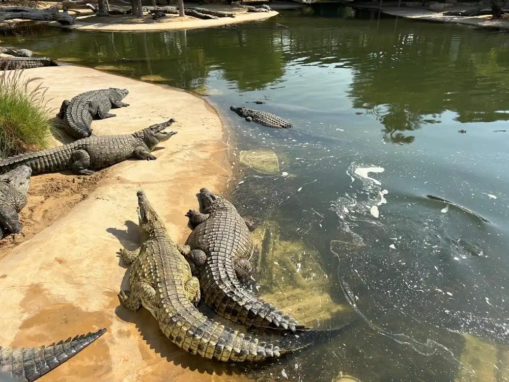 Dubai Crocodile Park, Dubai Trips Dubai Crocodile Park, Dubai Trips